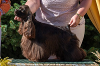 Divine Proportion Valiant Victory