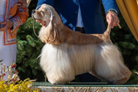 Dior Of Your Sweetest Dream 