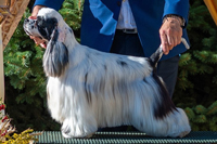 VERY VIGIE  Marie-La-Lune