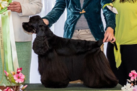 Bigtop´s Hurricane Force