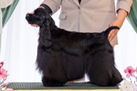 Tiffany Bohemia Black Diamond