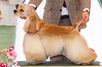 Dior Of Your Sweetest Dream